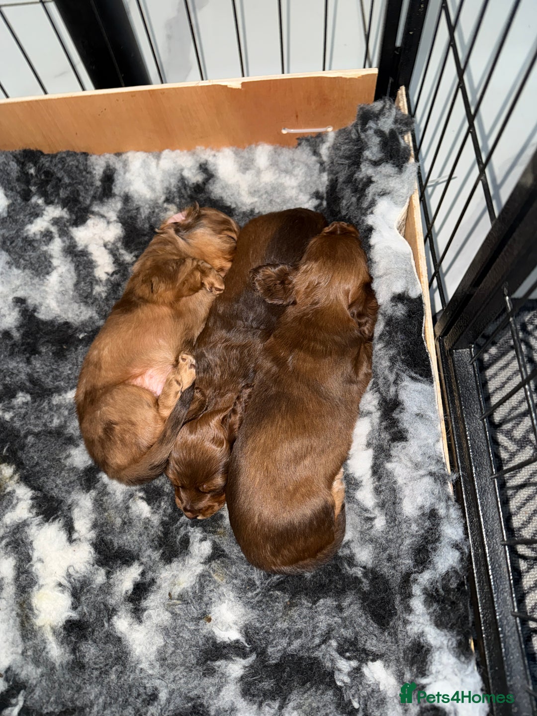 Miniature Dachshund dogs for sale: Beautiful Longhair miniature Dachshund - Image 28