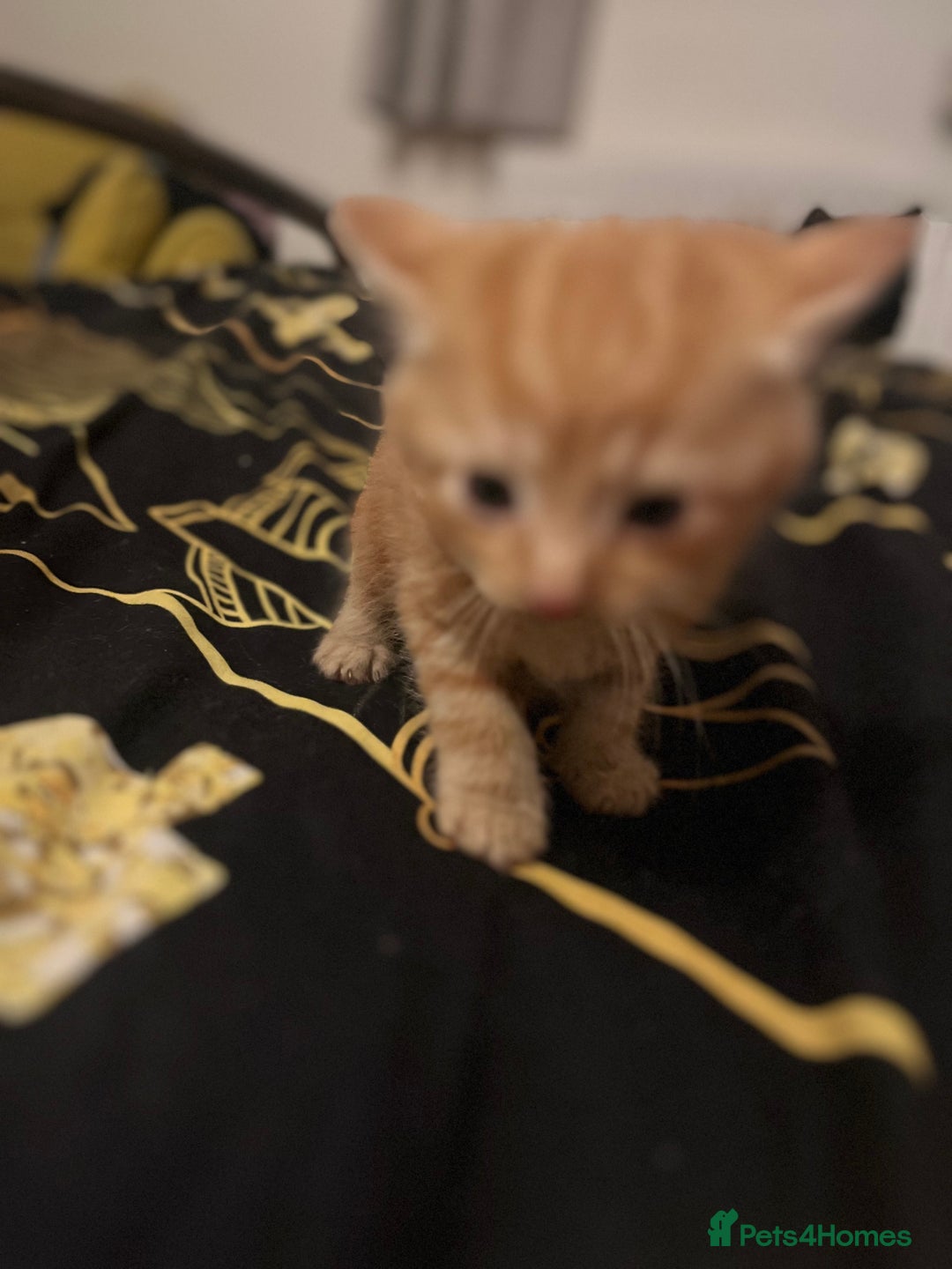 Mixed Breed cats for sale: Ginger and black kittens  - Advert 2