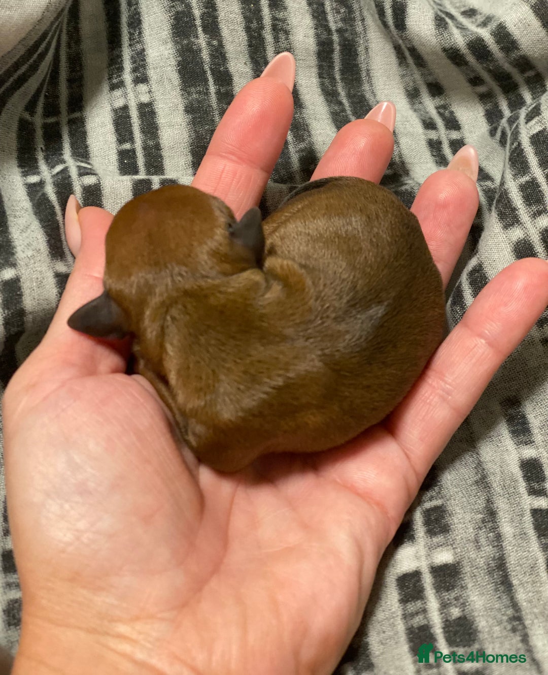 Miniature Pinscher dogs for sale: PURE 100% Miniature Pinscher , KC-reg, DNA tested in Manchester - Image 15