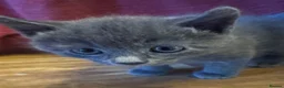 Mixed Breed cats for sale: Russian blue mix kittens  - Advert 30