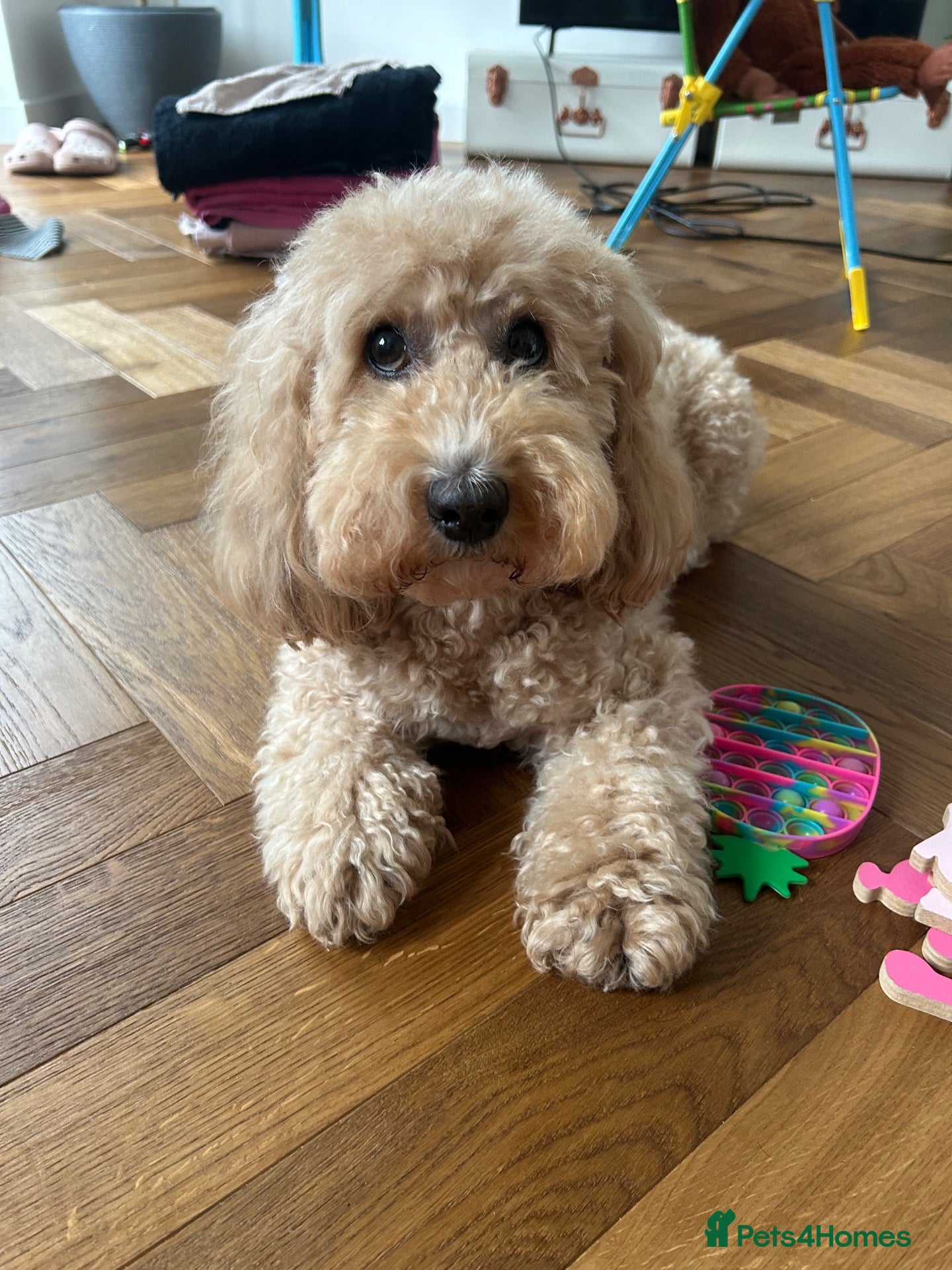 Cockapoo dogs Beautiful Cockapoo puppies (3 LEFT)  - Advert 2