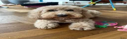 Cockapoo dogs for sale: Beautiful Cockapoo puppies (3 LEFT)  - Advert 2