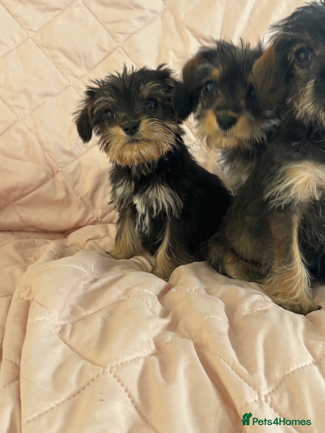Schnoodle dogs for sale: *Stunning Shnoodles* - Image 4