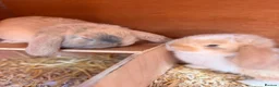 French Lop rabbits for sale: 2 Beautiful French Lop Baby Bunnies 🐰 - Advert 4