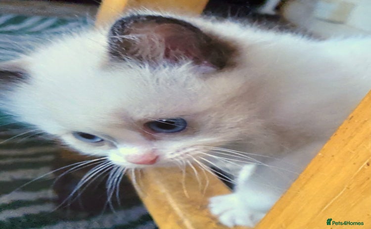Ragdoll cats - Advert 1