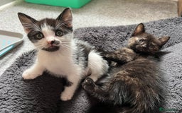 Mixed Breed cats for sale: 1 male 1 female kittens - Image 4
