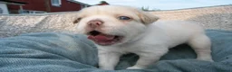 French Bulldog dogs for sale: RARE FLUFFY FRENCH BULLDOGS | 5KC REG | DNA CERT - Advert 4