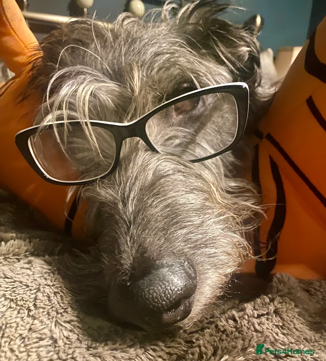 Deerhound dogs for stud: Scottish Deerhound with awards - Advert 3