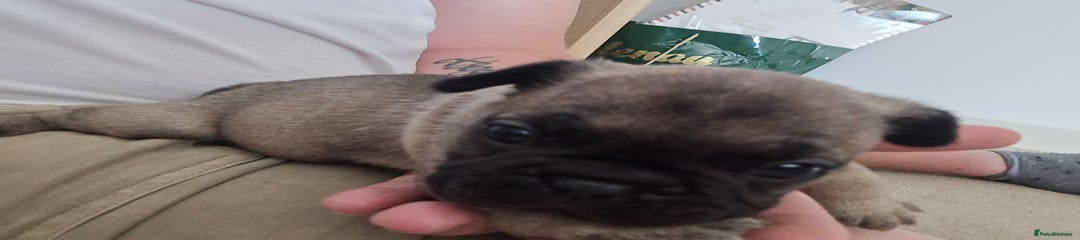 French Bulldog Puppy 4