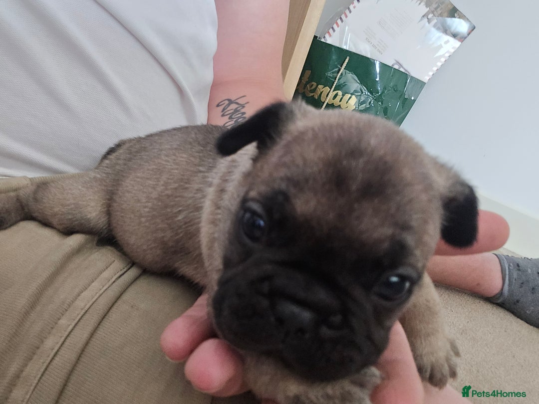 French Bulldog dogs for sale: French bulldog  - Image 6