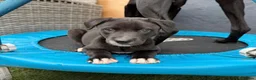 Lurcher dogs for sale: Bull Greyhound - Advert 5