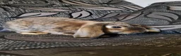 Mixed Breed rabbits for sale: Beautiful buns looking for their loving homes x - Advert 4