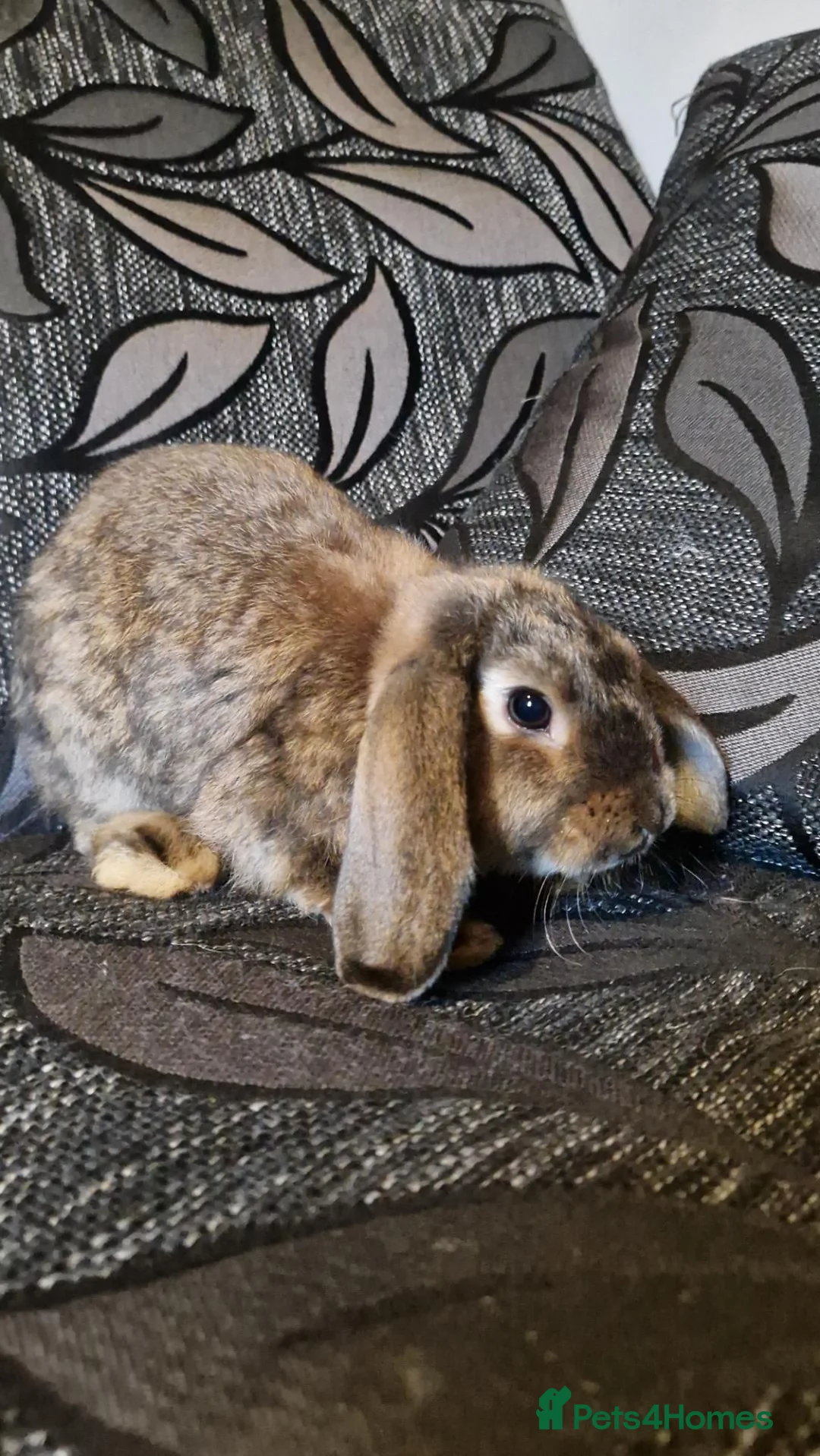 Mixed Breed rabbits for sale: Beautiful buns looking for their loving homes x - Advert 4