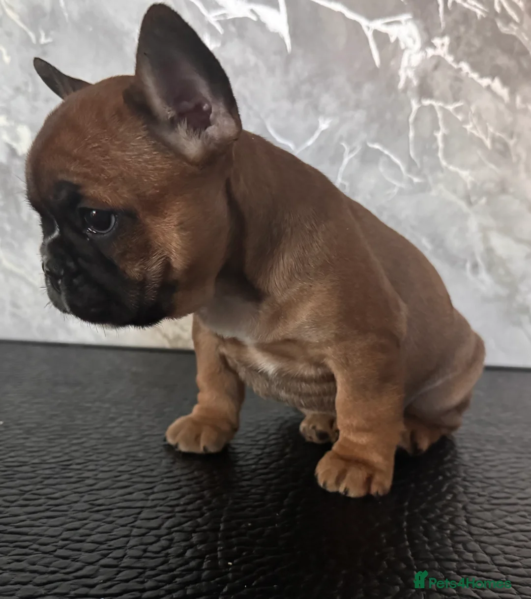French Bulldog dogs for sale: Champion Sired last female Fawn French bulldog - Advert 18