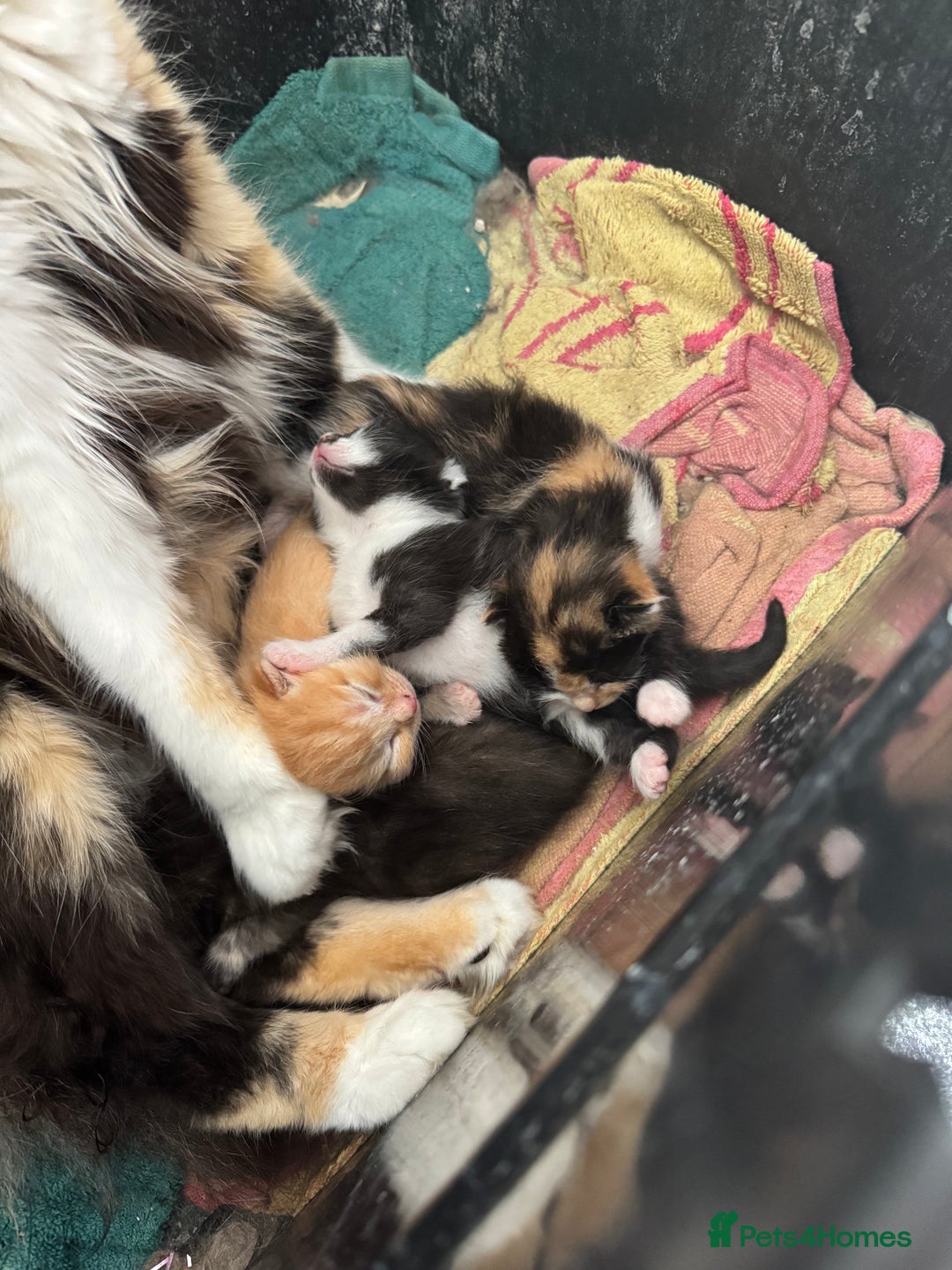 Mixed Breed cats for sale: Kittens - Image 4