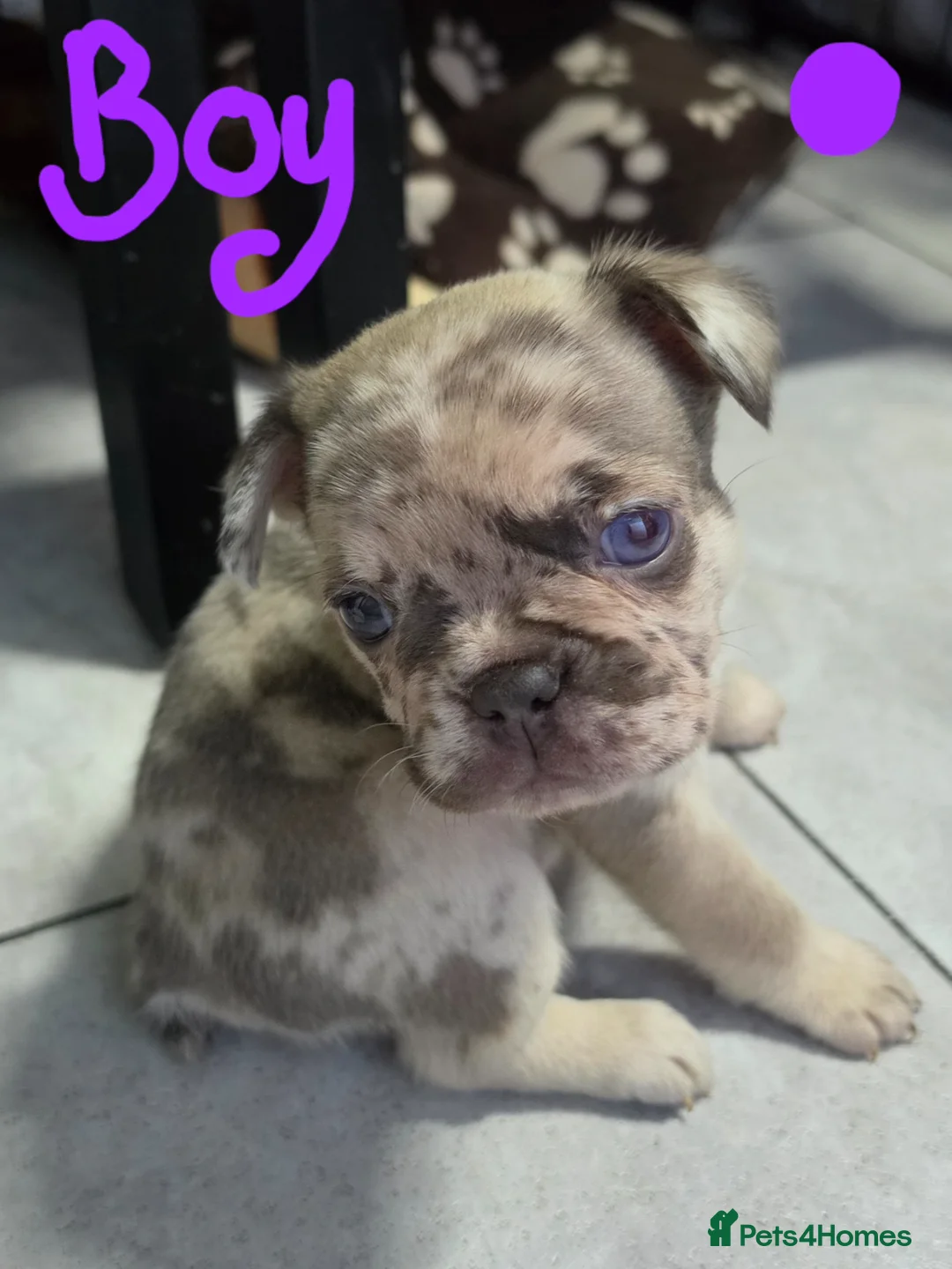 French Bulldog dogs for sale: Pure frenxh bulldog puppies - Advert 2