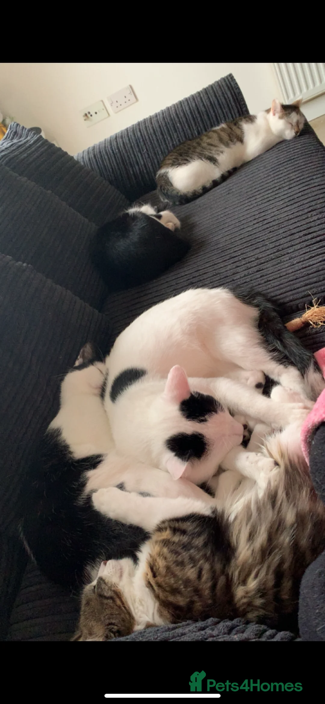 Mixed Breed cats for sale: Cats/ kittens Urgent rehoming  - Advert 2