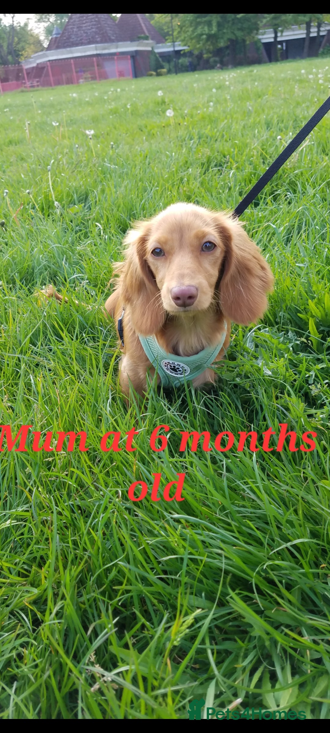 Dachshund dogs for sale: Long Haired KC Miniature Dachshund - Advert 28
