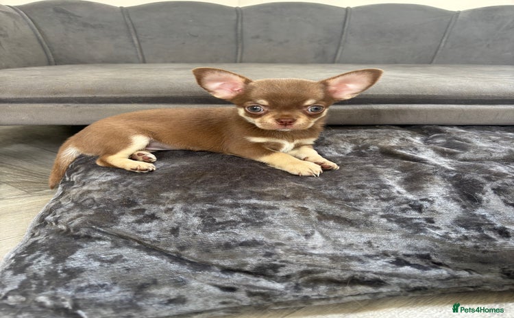 Chihuahua dogs - Advert 3