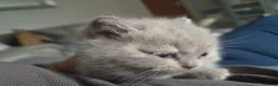 British Shorthair cats for sale: HEALTH TESTED BRITISH SHORTHAIR LILAC MALE KITTEN  - Advert 6