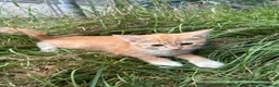 Mixed Breed cats for sale: Farm Kittens - Ready Now!  - Advert 7