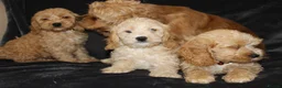 Cockapoo dogs for sale: American cockapoo from health tested parents - Advert 5
