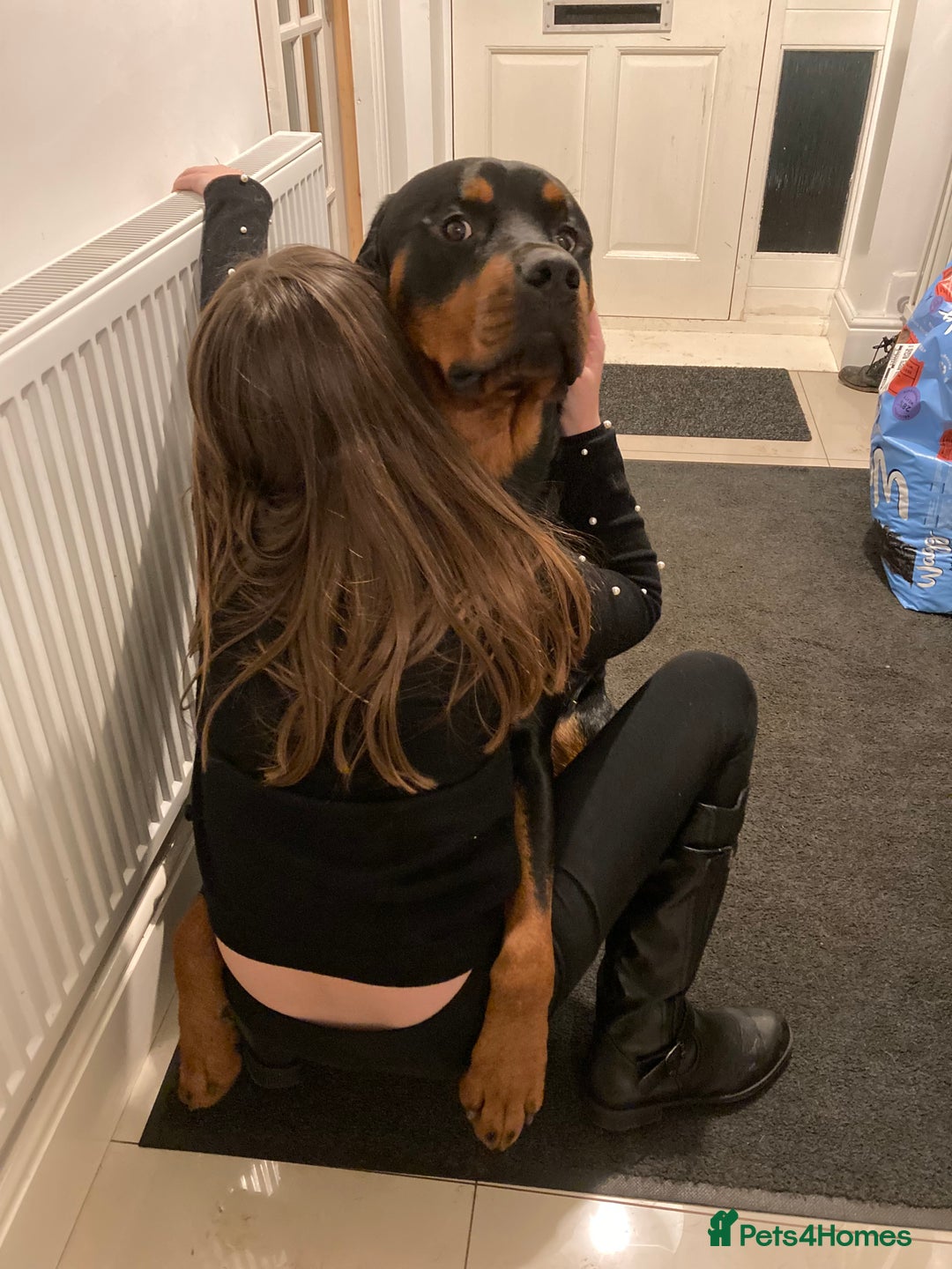 Rottweiler dogs for sale: Bruce * Rehome *  - Advert 8