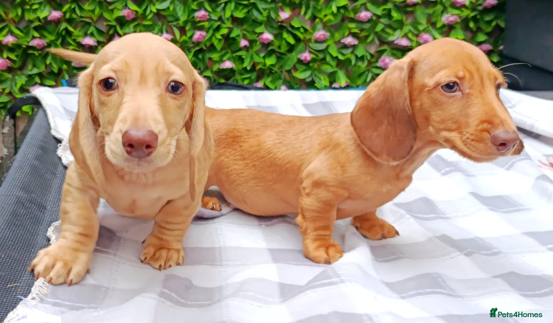 Miniature Dachshund dogs for sale: READY NOW MINI DAXI KC REG PRA CLEAR - Advert 2