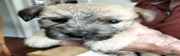 Glen of Imaal Terrier dogs for sale: Glen of Imaal puppies! - Advert 6