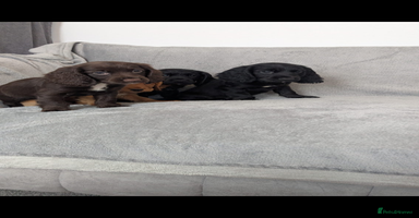 Cocker Spaniel dogs - Advert 14