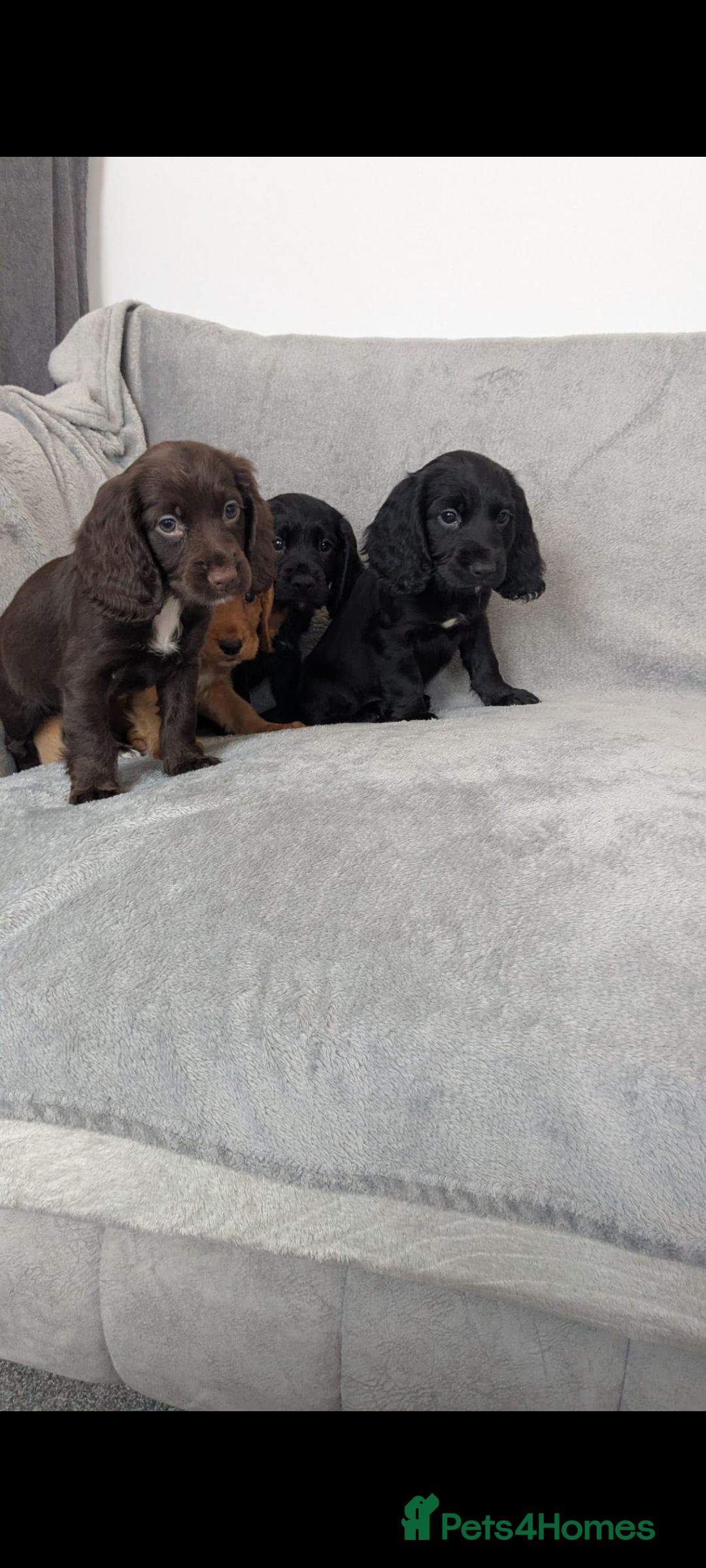 Cocker Spaniel dogs for sale: Beautiful Cocker Spaniel Puppies - Image 5