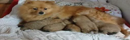 Pomeranian dogs for sale: STUNNING FULL TEDDY BEAR POMS in Heywood - Advert 5