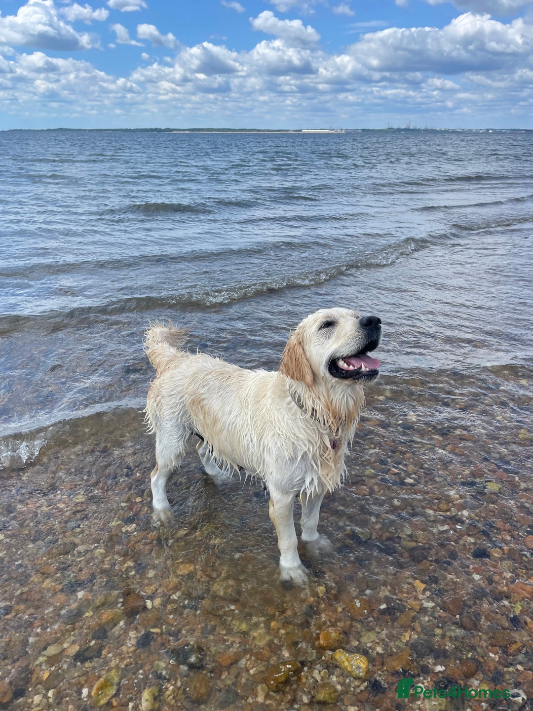 Golden Retriever dogs for sale: Golden retriever puppies  - Advert 6