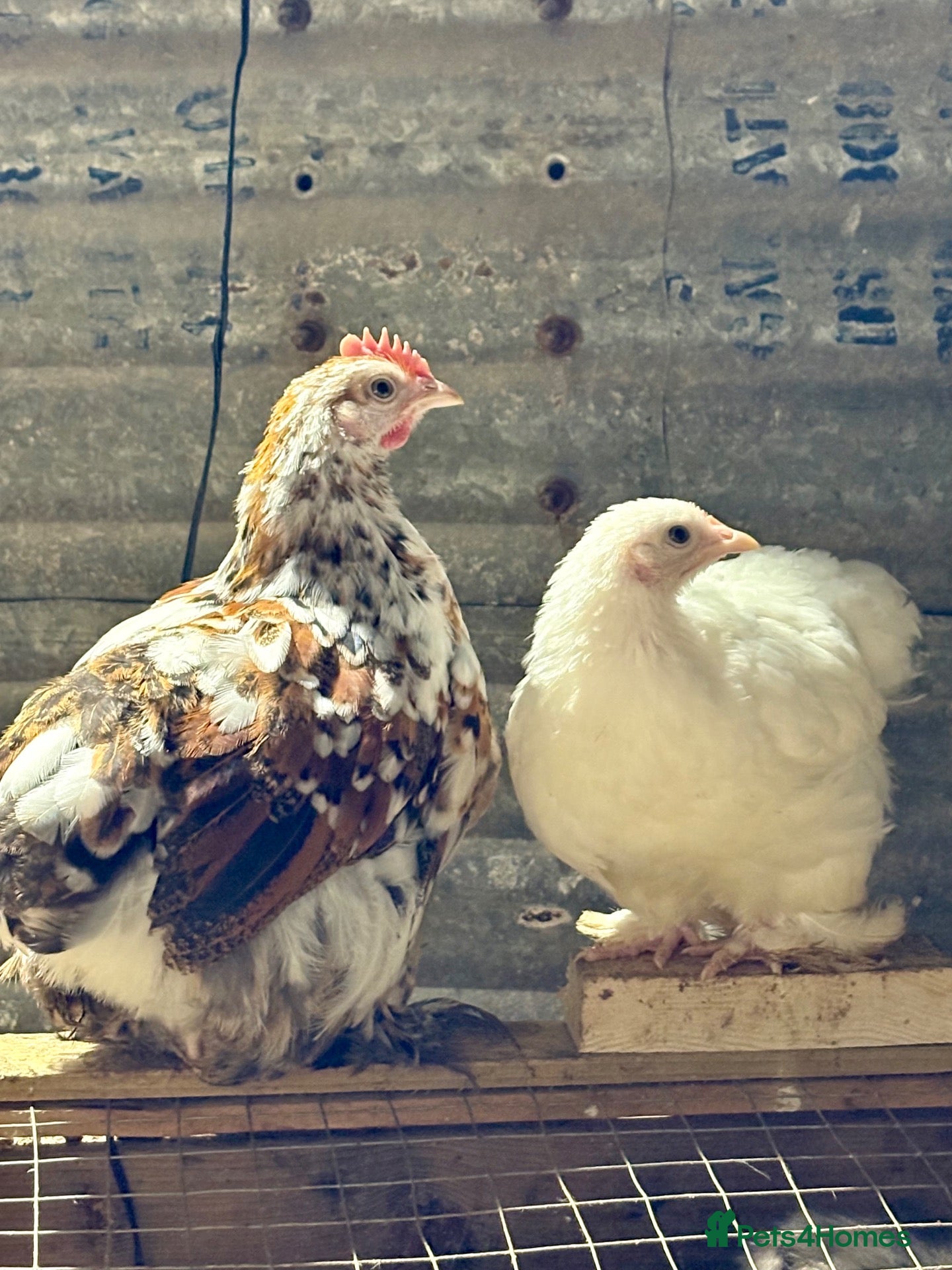 Chickens poultry for sale: Trio of pekin bantams - Advert 6