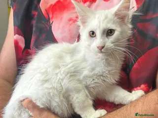 Maine Coon cats TICA Maine Coon Kittens Ready NOW. - Advert 2