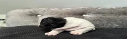 French Bulldog dogs for sale: Fully tested genetic and health puppies - Advert 5