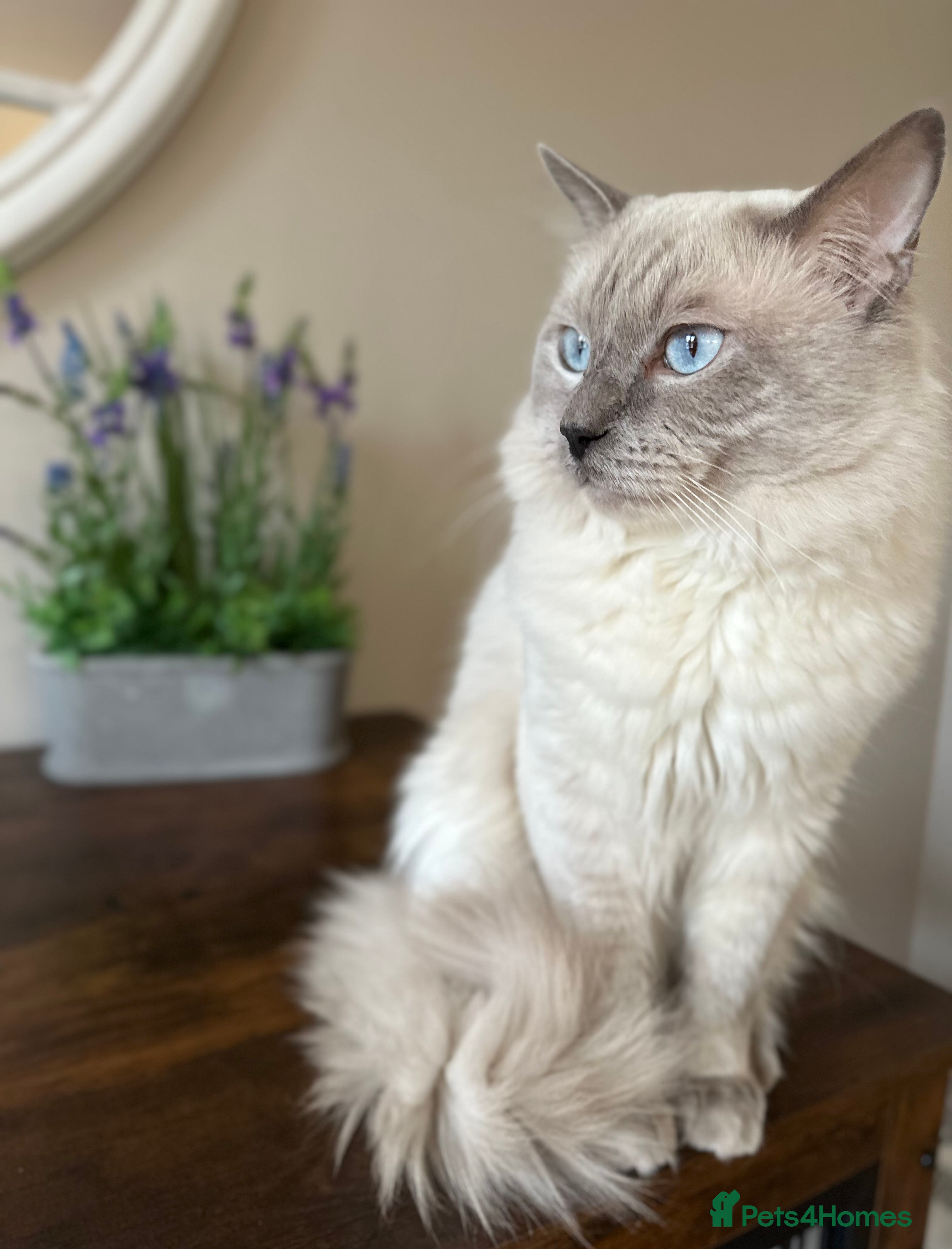 Ragdoll cats DNA TESTED🧬 Blue Point, Choc Carrier Ragdoll STUD - Advert 4