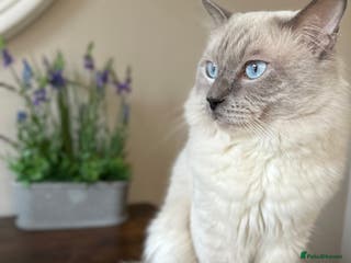 Ragdoll cats DNA TESTED🧬 Blue Point, Choc Carrier Ragdoll STUD - Advert 4