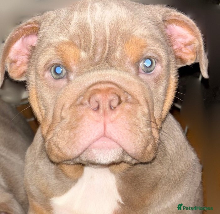 English Bulldog dogs LAST Englishbulldog 'lilac' puppy READY 8TH DEC 25 - Advert 18