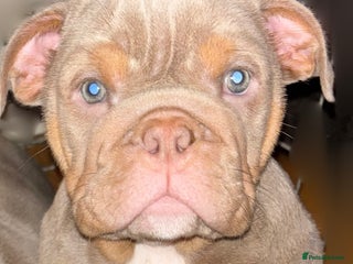 English Bulldog dogs LAST Englishbulldog 'lilac' puppy READY 8TH DEC 25 - Advert 19