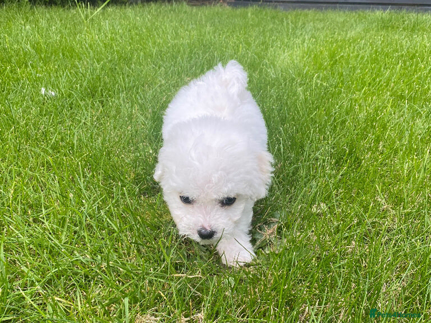 Bichon Frise dogs for sale: Beautiful Bichon Puppies available in Gosport - Advert 4