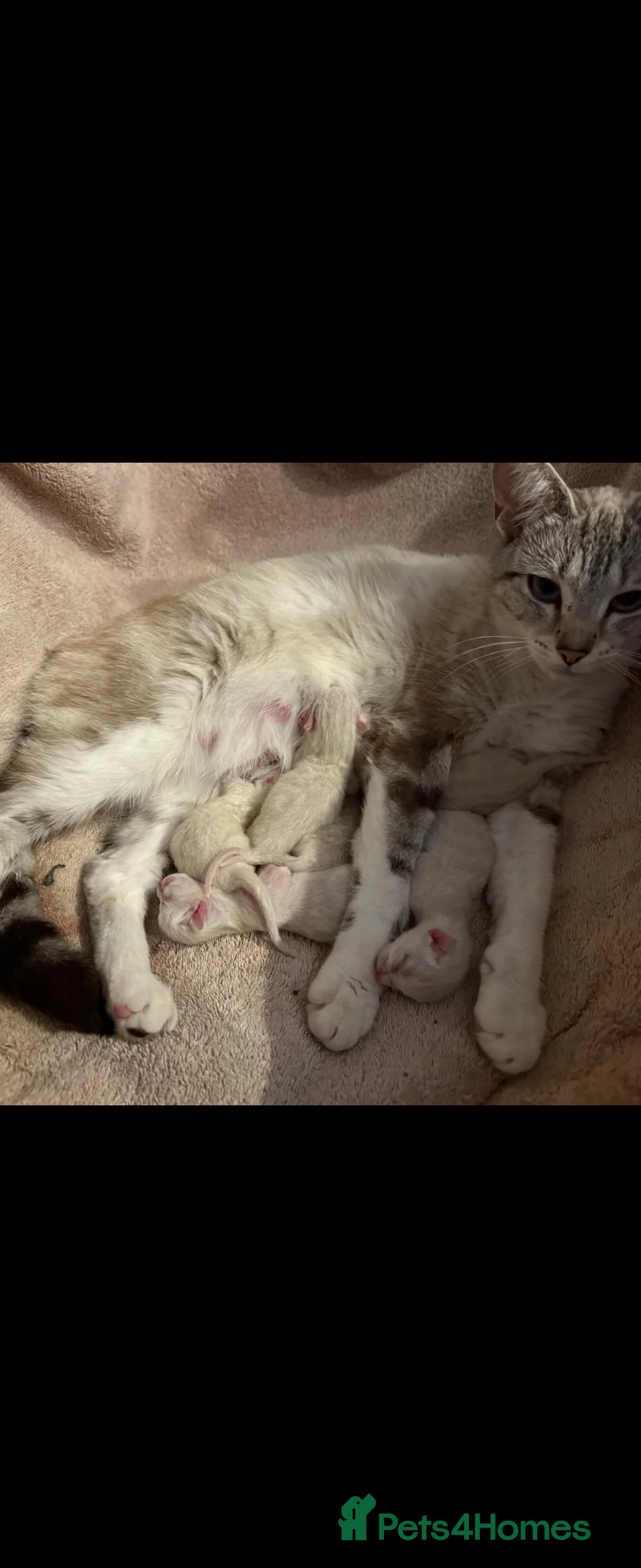 Bengal cats for stud: Proven Snow Bengal for studd in Southampton - Advert 21