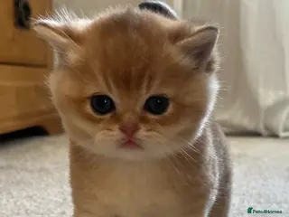 British Shorthair cats for sale: GOLDEN NY12 INTERNATIONAL CHAMPION BLOODLINE - Advert 1