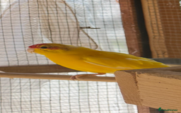 Parakeets birds for sale: Yellow male kakariki  - Image 2