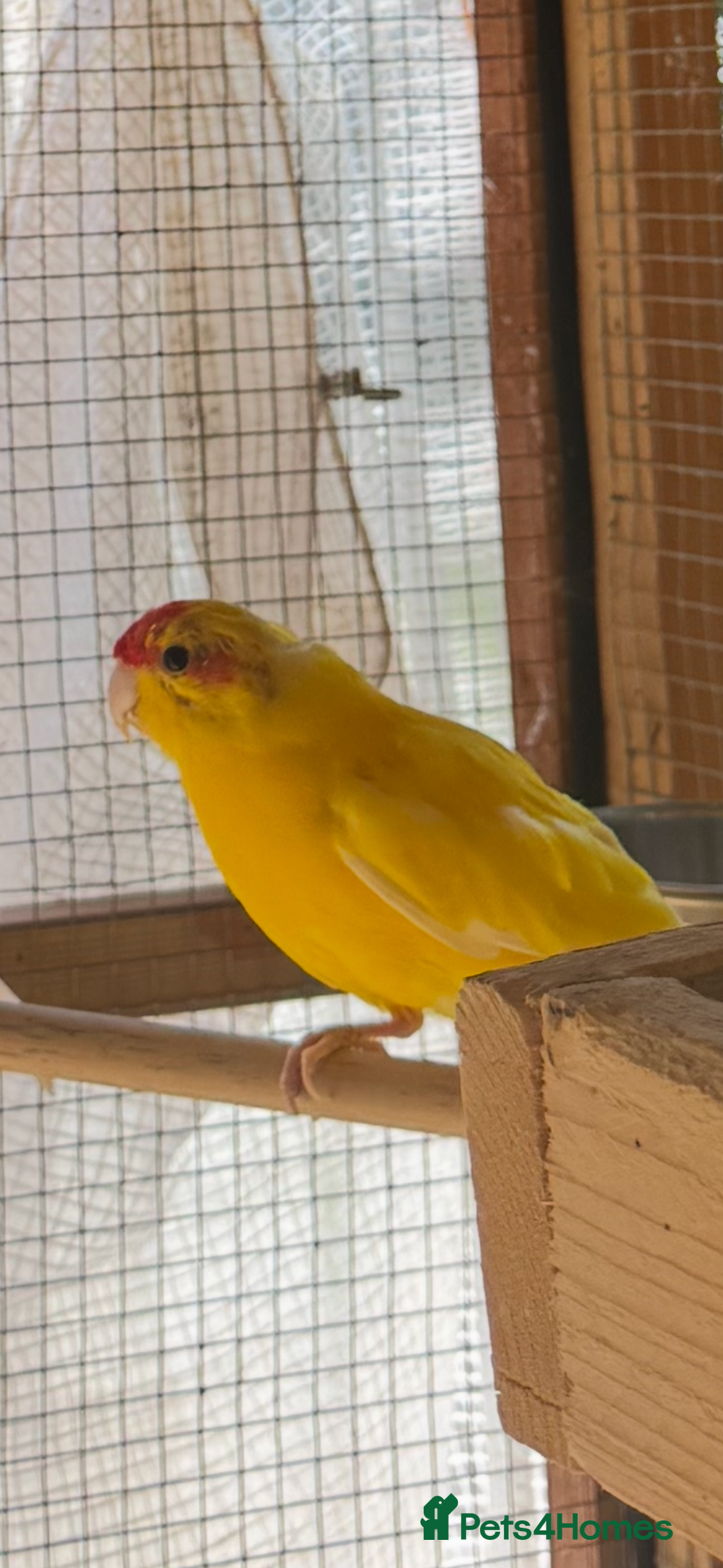 Parakeets birds for sale: Yellow male kakariki  - Image 2