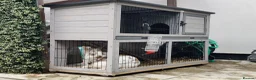 Mixed Breed rabbits for sale: Pair of male sibling mixed breed rabbits  - Advert 8