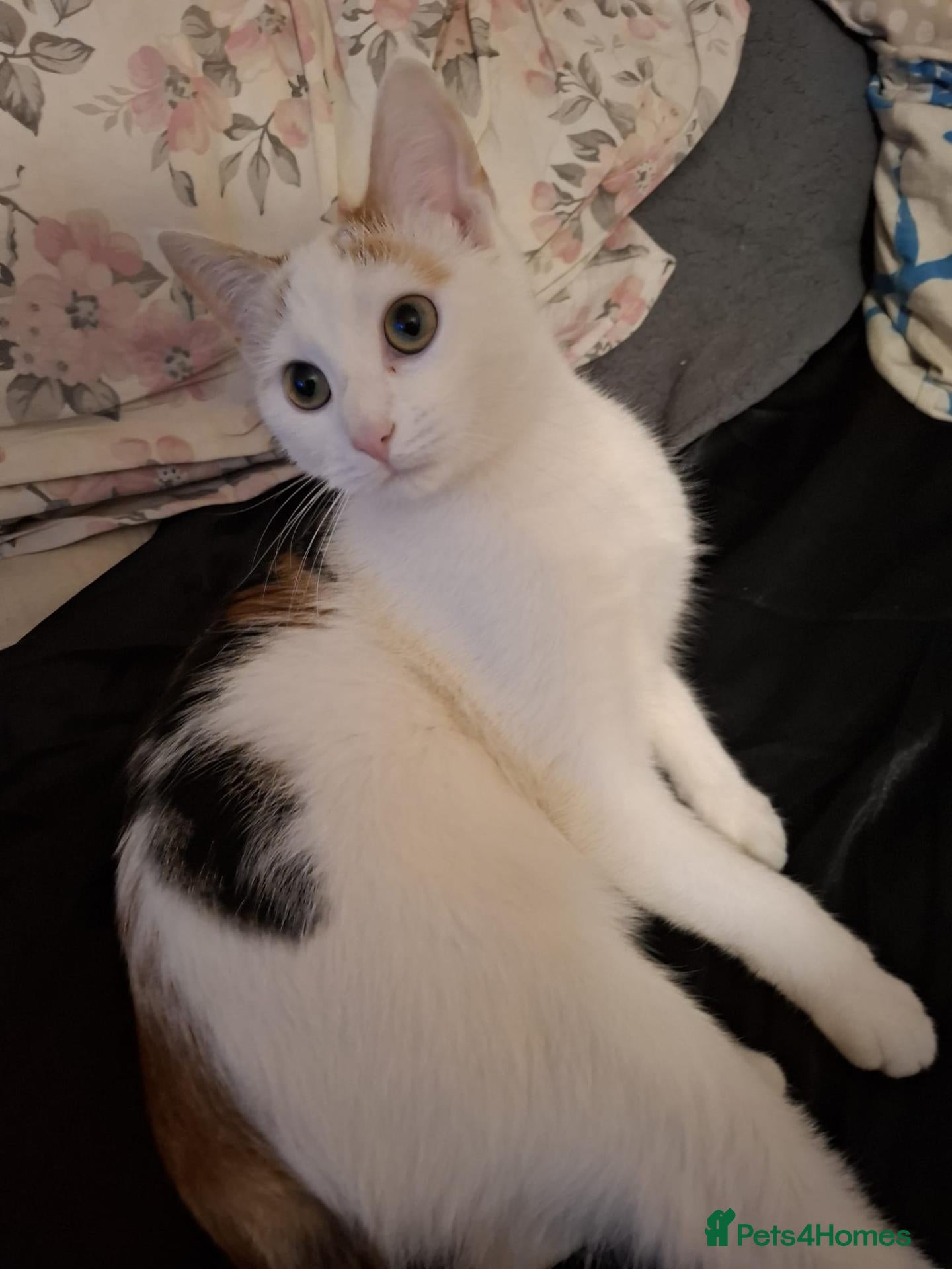 Domestic Shorthair cats 5 beautiful lovely kittens 🐾🐾 - Advert 10