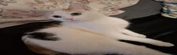 Domestic Shorthair cats for sale: 5 beautiful lovely kittens 🐾🐾 in Boston - Advert 1