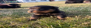 Rottweiler 6