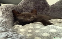 Domestic Shorthair cats for sale: Kittens for sale - domestic  - Image 9